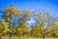 Pecan tree farm orchard in the rural south