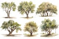 Pecan Tree Forest Watercolor Collection .