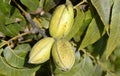 Pecan tree nuts