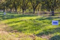 Pecan Tree Orchard Farm in South Georgia young pecan trees signs Royalty Free Stock Photo