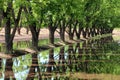 Pecan Trees