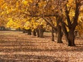 Pecan Trees in fall