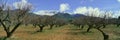 Pecan Trees, Ojai, California