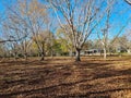 Pecan Trees in Winter Ready to Harvest