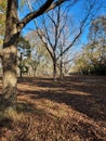 Pecan Trees in Winter Ready to Harvest