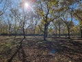 Pecan Trees in Winter Ready to Harvest