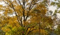 Pecan walnut tree Carya illinoinensis with yellowed leaves in winter morning in Brazil Royalty Free Stock Photo