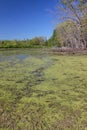 Pecatonia Wetlands Forest Preserve Royalty Free Stock Photo