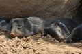 Peccaries lie in the shade and hold a nap Royalty Free Stock Photo