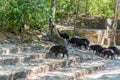 Peccaries and Mayan Ruins Royalty Free Stock Photo