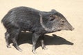 Peccary Royalty Free Stock Photo