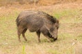 Peccary Royalty Free Stock Photo