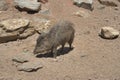 Peccary Royalty Free Stock Photo