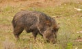 Peccary Royalty Free Stock Photo