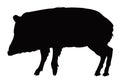 Peccary pig silhouette