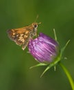 Peck's Skipper