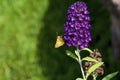 Peck`s Skipper   814194 Royalty Free Stock Photo