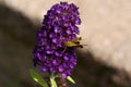 Peck`s Skipper   814215 Royalty Free Stock Photo