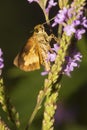 Peck`s Skipper Butterfly On Blue Vervain Flowers In New Hampshir