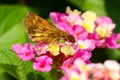 Peck`s Skipper Butterfly - Polites peckius Royalty Free Stock Photo