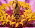 A Peck\'s Skipper Butterfly (Polites peckius) feeding on a pink zinnia flower. Royalty Free Stock Photo