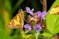 Peck`s Skipper Butterfly - Polites peckius Royalty Free Stock Photo