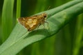 Peck`s Skipper Butterfly - Polites peckius Royalty Free Stock Photo