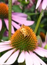 A Peck`s Skipper butterfly, polites peckius, on a purple coneflower Royalty Free Stock Photo