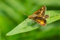 Peck`s Skipper Butterfly - Polites peckius Royalty Free Stock Photo