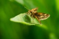 Peck`s Skipper Butterfly - Polites peckius Royalty Free Stock Photo