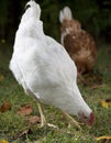 Pecking hen Royalty Free Stock Photo