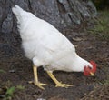 Pecking hen Royalty Free Stock Photo