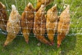 Pecking Order: Chickens Lined Up Looking for Food