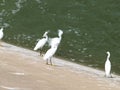 Pecking Orders with Juvenile Egrets