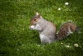 Peckish squirrel Royalty Free Stock Photo