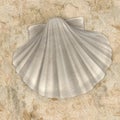 Pecten Albicans Japanese Baking Scallop