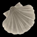 Pecten Albicans Japanese Baking Scallop