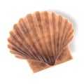 Pecten Fumatus Scallop