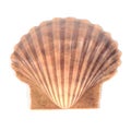 Pecten Fumatus Scallop