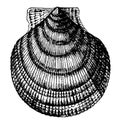 Pecten Islandicus vintage illustration