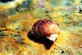 Pecten jacobaeus - Mediterranean scallop clam, underwater shot Royalty Free Stock Photo