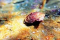 Pecten jacobaeus - Mediterranean scallop clam, underwater shot Royalty Free Stock Photo