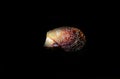 Pecten jacobaeus - Mediterranean scallop clam, underwater shot Royalty Free Stock Photo