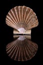 Pecten jacobaeus