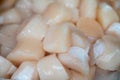 Pecten maximus or  great scallop, king scallop, St James shell or escallop fresh and open ready to cook Royalty Free Stock Photo
