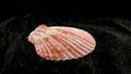 Pecten Seashell on a black sand HD