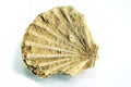 Pecten shell, fossil, white background Royalty Free Stock Photo