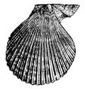 Pecten varius, vintage illustration