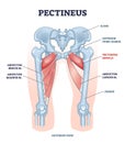 Pectineus muscle with leg abductor brevis and magnus location outline diagram Royalty Free Stock Photo
