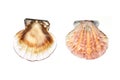 Pectiniddae scallop empty shell